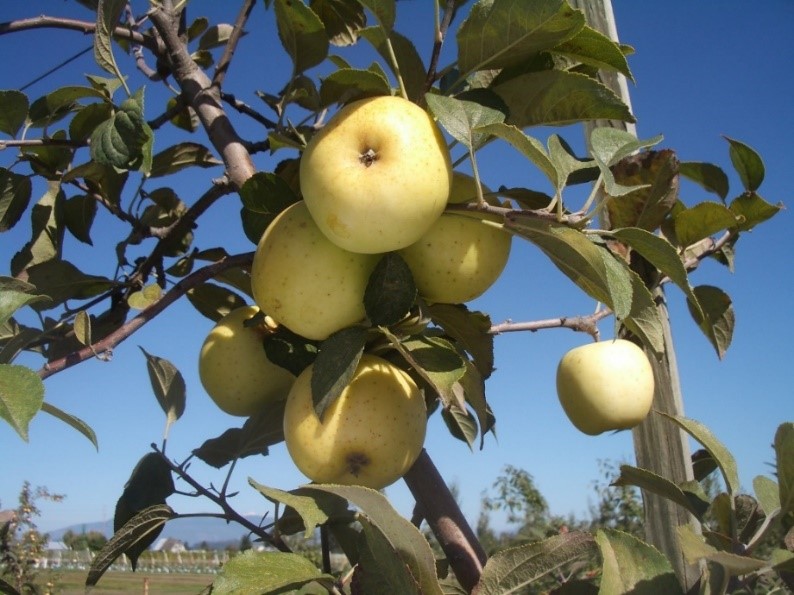 Bouteville variety apple