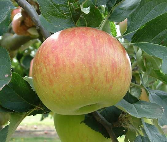 Bramley’s Seedling variety apple