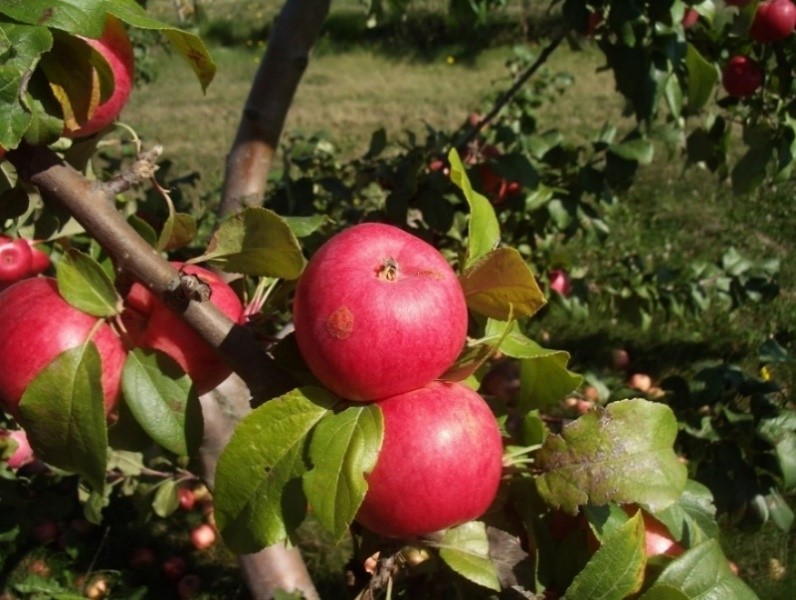 Breakwell Seedling variety apple