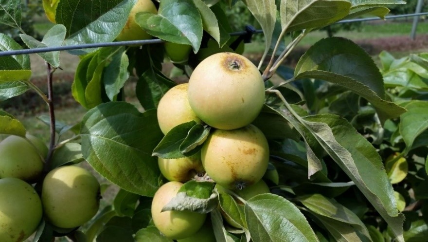 Brown Snout variety apple
