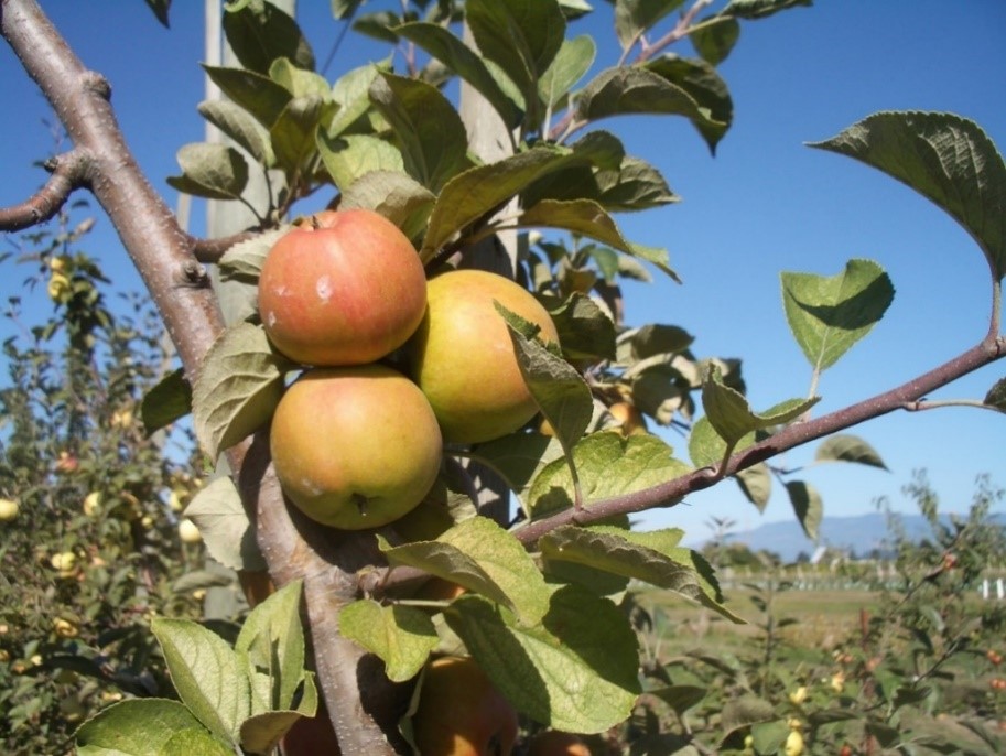 Brown Thorn variety apple