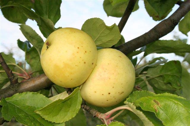 Bulmer’s Norman variety apple