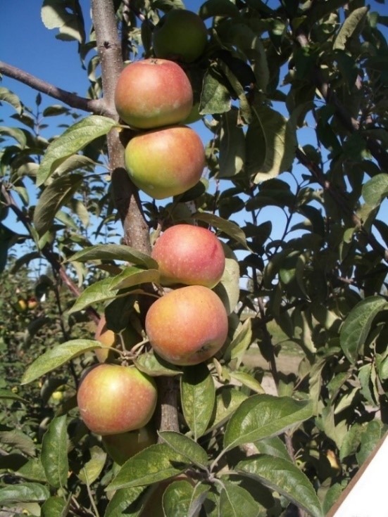 Campfield Variety apple