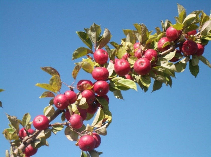 Chisel Jersey variety apple