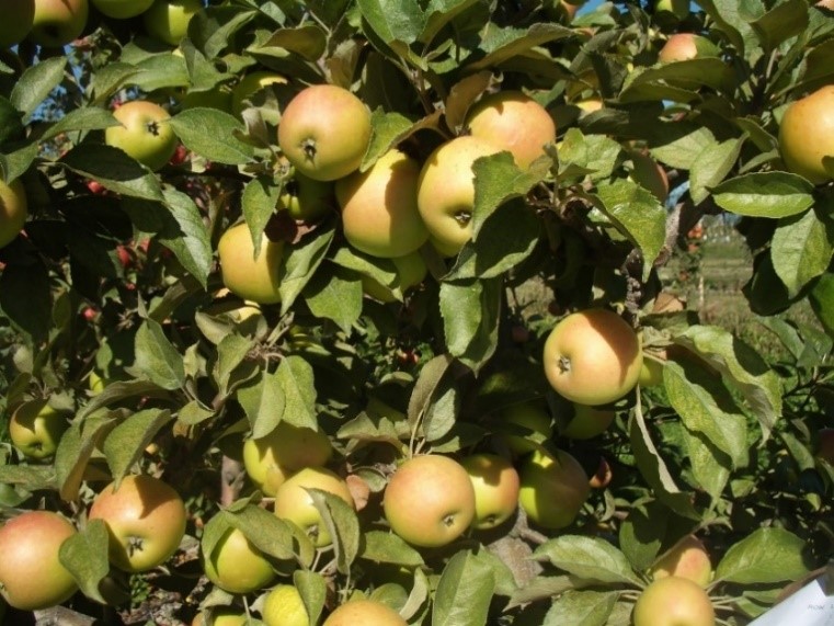 Cimitiere variety apple