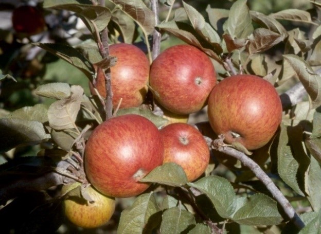 Dabinett variety apple