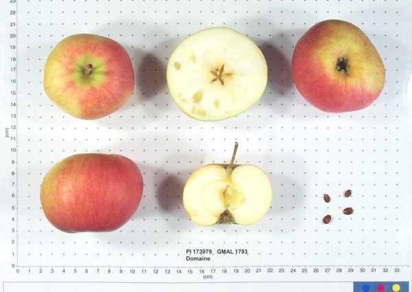 Domaines variety apple