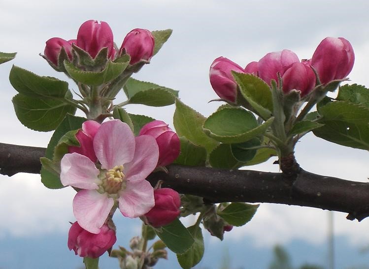 Fillbarrel variety apple flowers