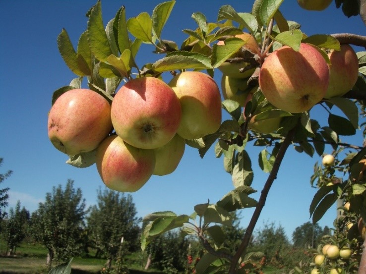 Finkenwerder Herbstprinz variety apple
