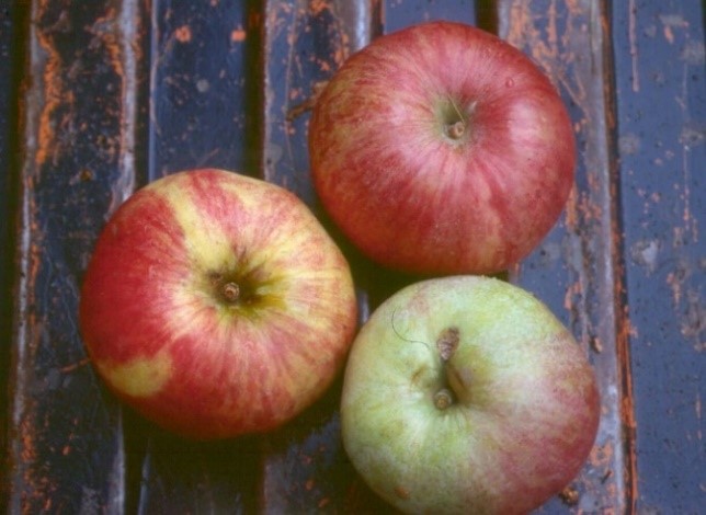 Foxwhelp variety apple