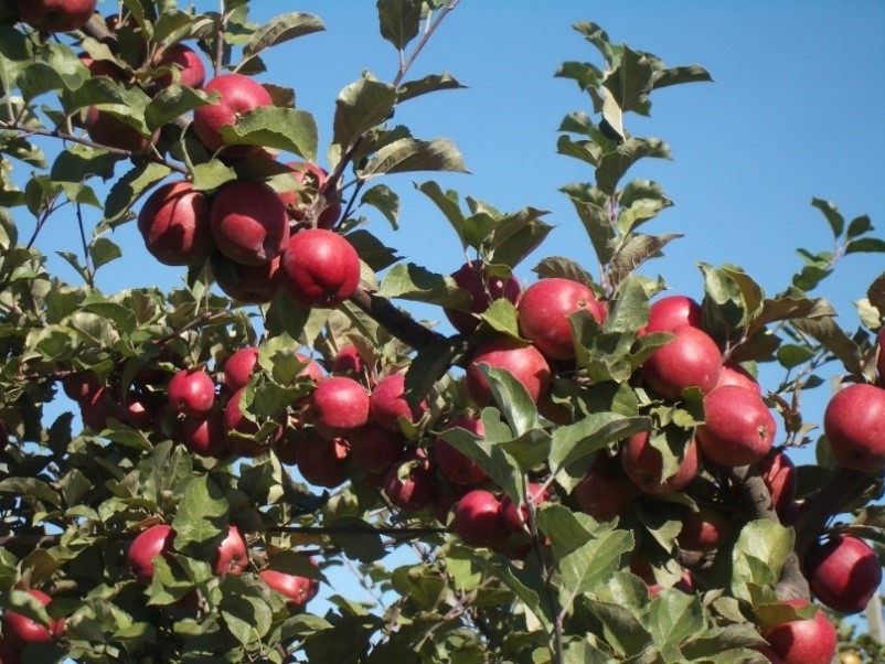 Frequin Rouge variety apple