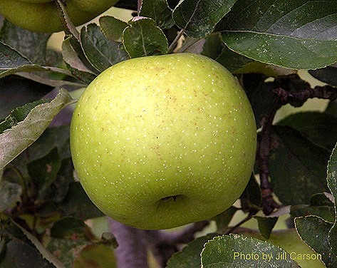 Grimes Golden variety apple