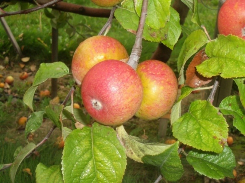 Grindstone variety apple