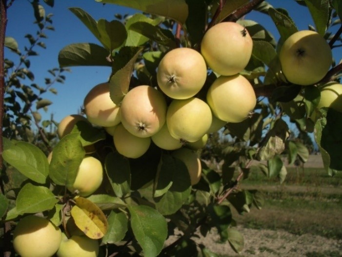 Harrison variety apple
