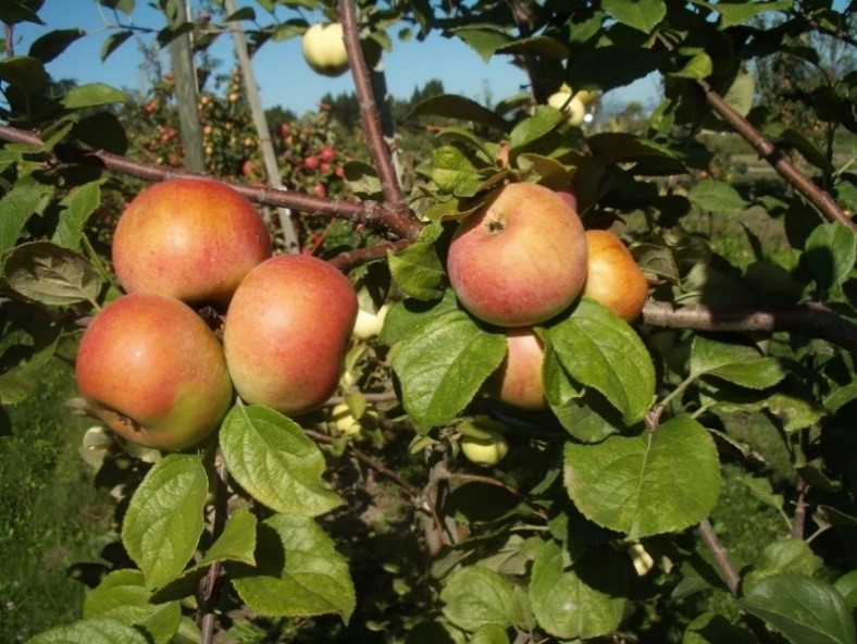 Lambrook Pippin variety apple