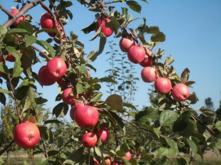 Major variety apple