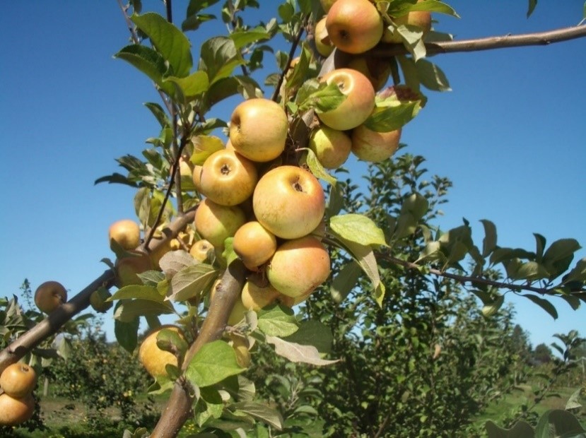 Medaille D’Or variety apple
