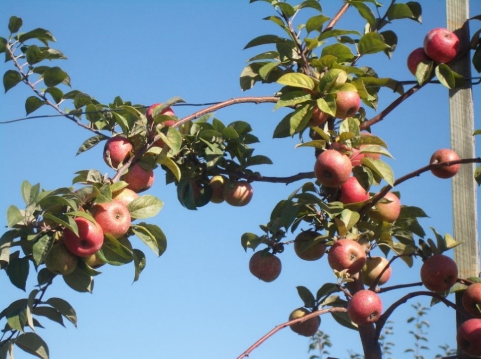Mettais variety apple