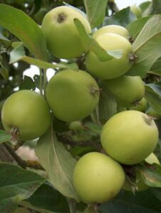 Michelin variety apples