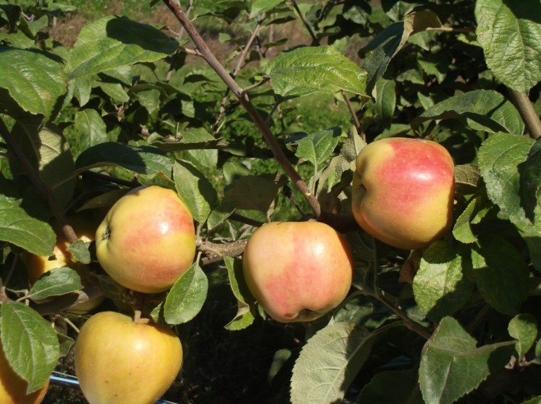 Mott Pink variety apples