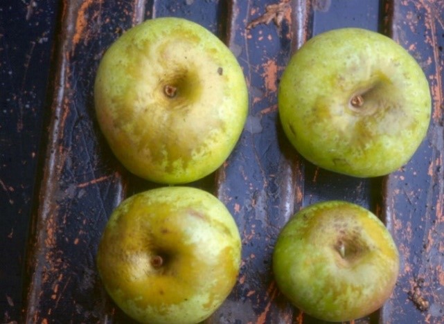 Muscadet de Dieppe variety apples