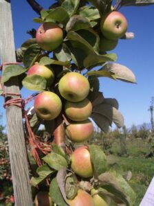 Muscat de Bernay variety apples