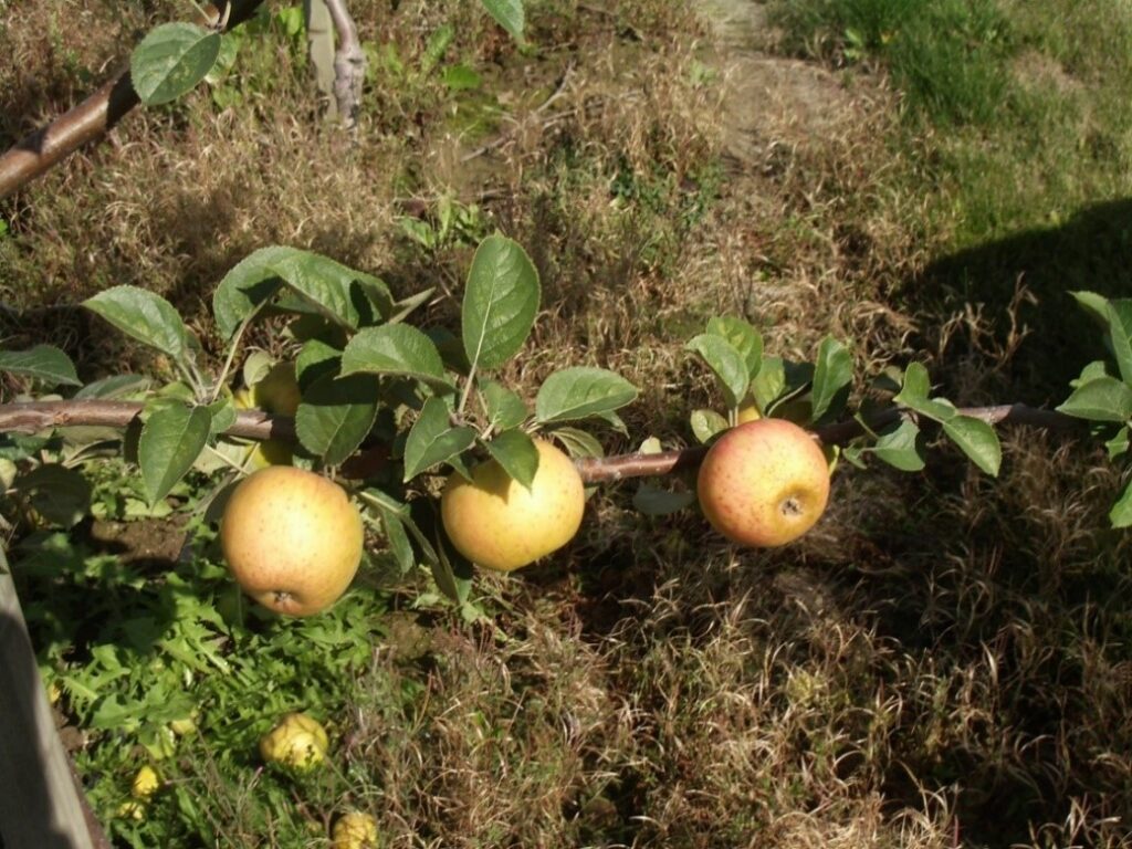 Nehou variety apple