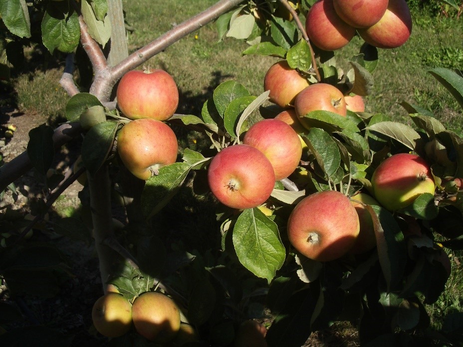 Peau de Vache variety apples