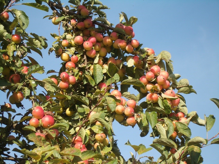 Puget Spice variety apple