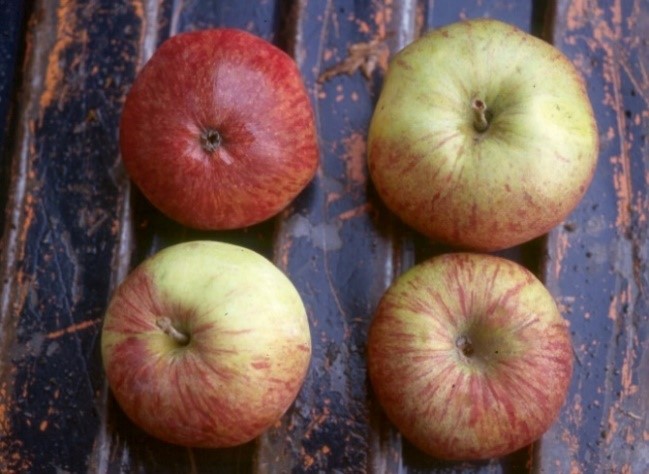 Redstreak variety apple