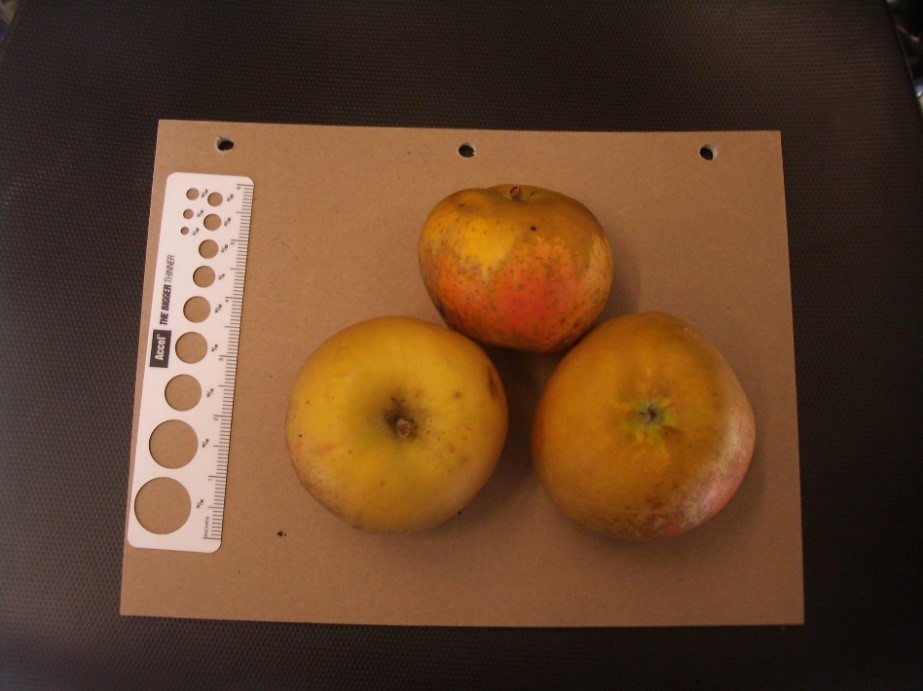 Roxbury Russet variety apple