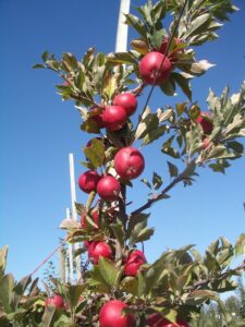Royal Jersey variety apple