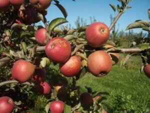 Smith’s Cider variety apple