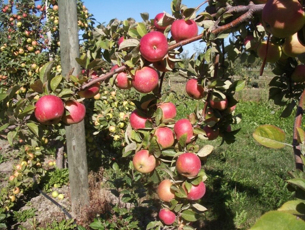 Sweet Alford variety apple