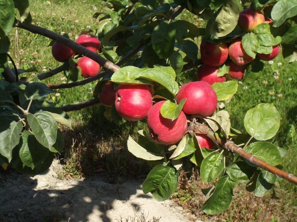 Tom Putt variety apples