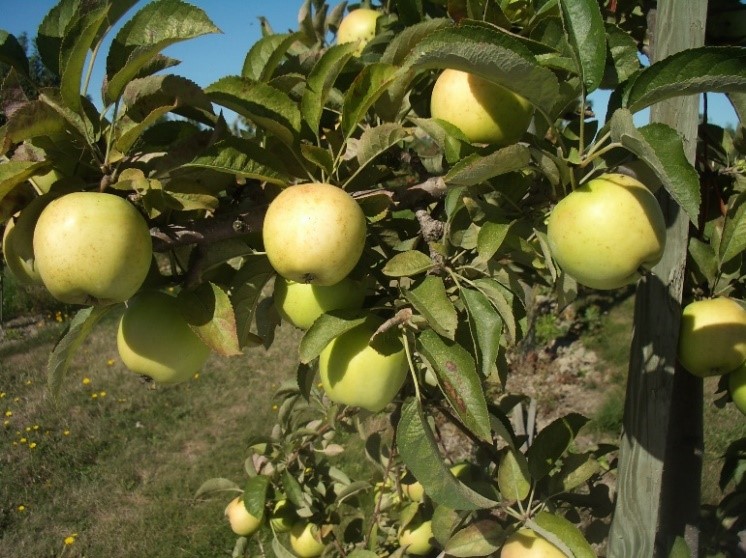 Track Zero variety apple