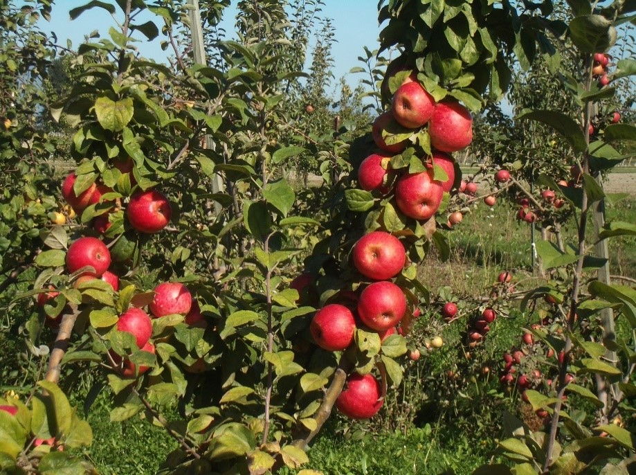 Tramlett’s, Geneva variety apple