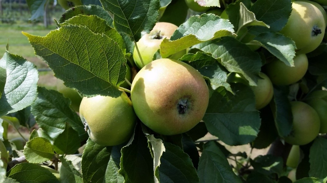 Vilberie variety apples