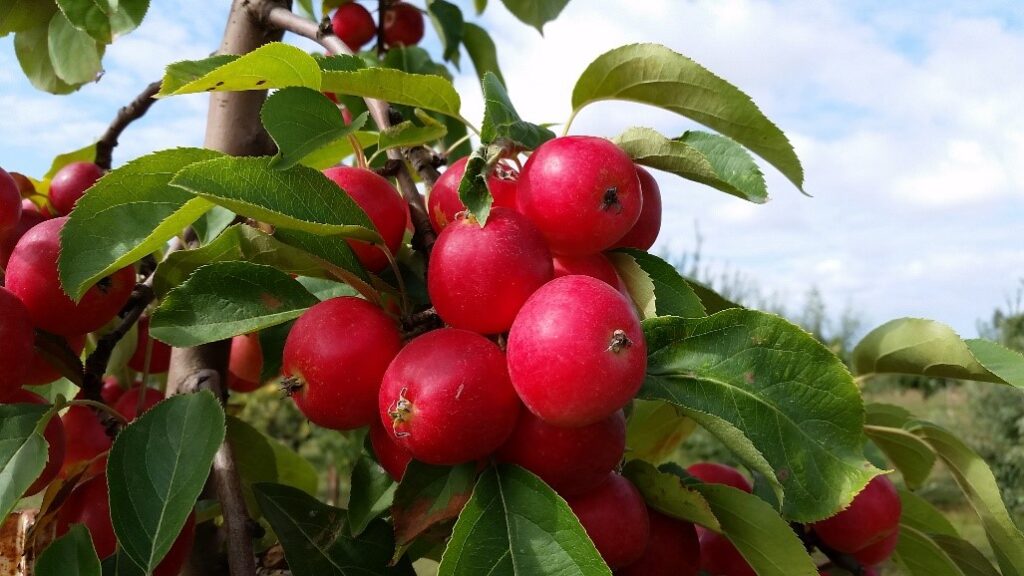 Virginia Crab Hewes Variety apples
