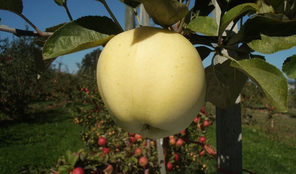 Whidbey variety apple