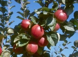 Yarlington Mill variety apples