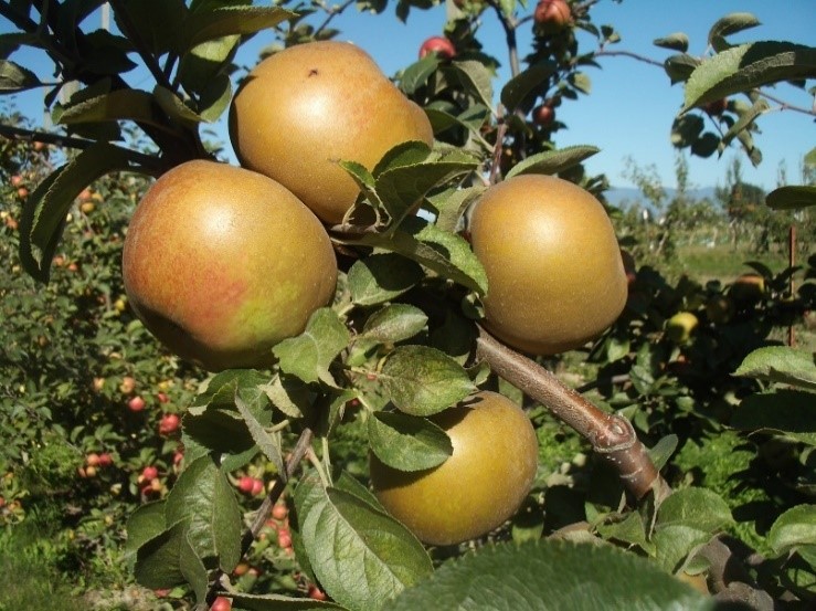 Zabergau Reinette variety apples