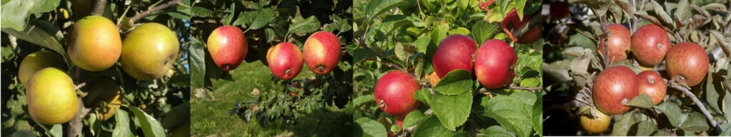 cider apple varieties