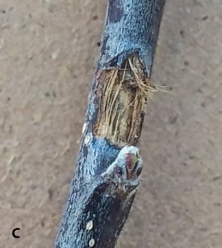 Severely damaged stem