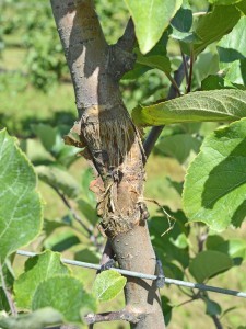 cankers caused damage on stems 