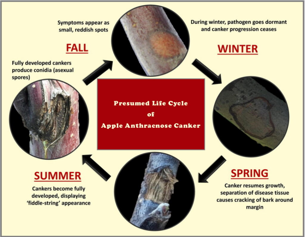 Life cycle of apple anthracnose canker in 4 different seasons