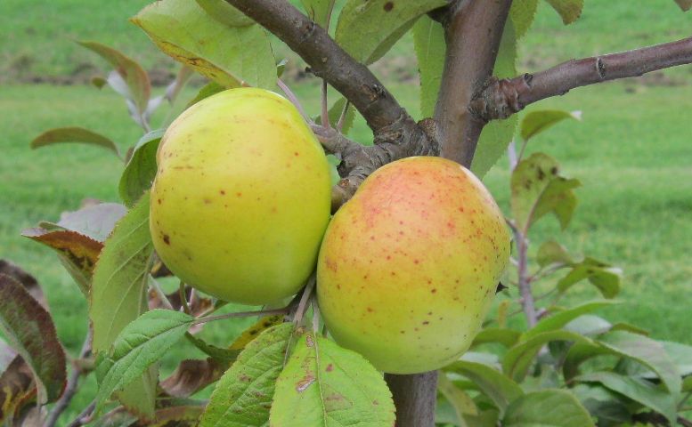 Bedan de Parts variety apple