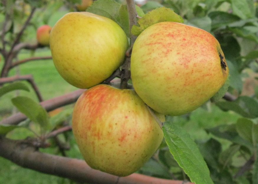 Bramtot variety apple
