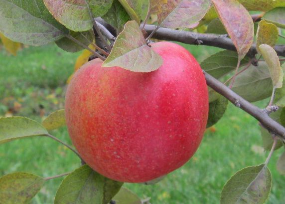 Cort Pendu Rose variety apple