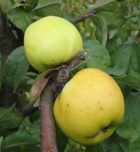 Ellis Bitter variety apple